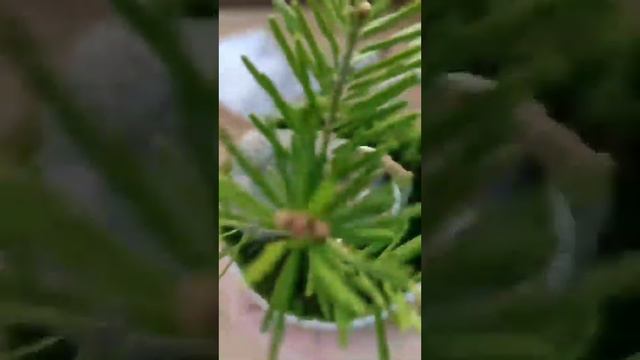 Уход за мини бонсай. Мох Moss. смотреть онлайн