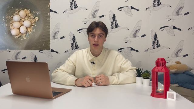 Разведение волнистых попугаев. Основы смотреть онлайн