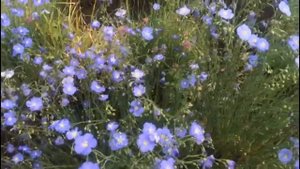 Лен многолетний