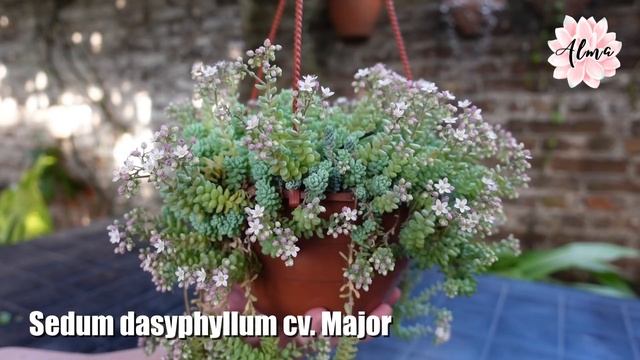 Sedum dasyphyllum Major #LaSuculentaElegidadelDía смотреть онлайн