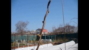 Киви карпат без укрытия на зиму Результат