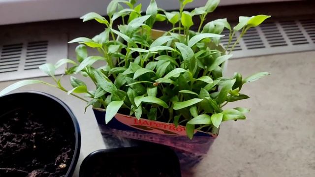 Сажаем перец и баклажан / Посадка, проверенная временем смотреть онлайн