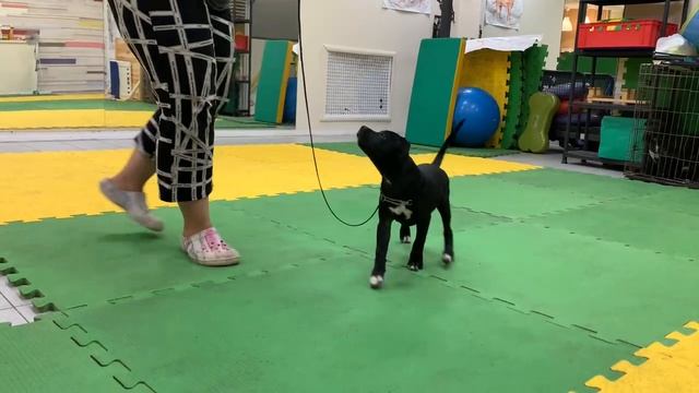 Dolche Vita Cane Bay Bomber