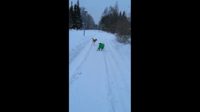 Охота поиска Бравада: Первая обновка