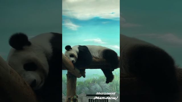 🐼Панда из Московского зоопарка показывает, как нужно проводить выходные. Запоминаем и используем.