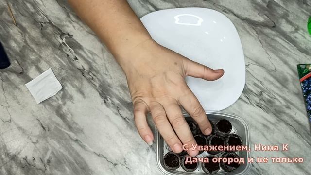 Лобелии без пикировки. из семян! 100 % всходы на 2 День! Супер Способ Выращивания Рассады Лобелия