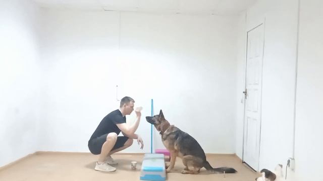 Занятия фитнесом с собакой