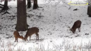 Natur und Tierpark Bayreuth. Sikahirsche-Sikawild.