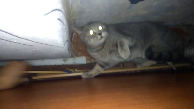 Бешеный кот - не бешеный кот! Прикол! Смотри концовку! смотреть онлайн