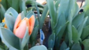 Тюльпаны из любительских луковиц. Продолжение обзора. Сорта тюльпанов для выгонки к 8 марта.