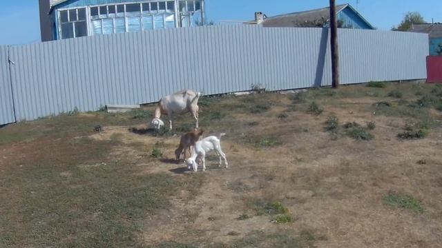 УНИКАЛЬНОСТЬ НУБИЙСКИХ КОЗ. ПОЧЕМУ МЫ РАЗВОДИМ ЭТУ ПОРОДУ!? смотреть онлайн