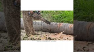 Coconut tree cutting