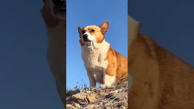 Why is the Sky So Blue? Corgi's Curious Adventure