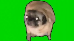 Мопс танцует на зелёном фоне :D