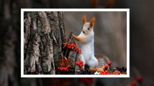 Животные осенью и приятная музыка.
