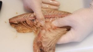 ОТ ЭТОГО СПОСОБА ЗАСОЛКИ РЫБЫ НЕ ОТКАЖУСЬ! ЛЮБИМЫЙ РЕЦЕПТ ПОСОЛА ФИЛЕ СКУМБРИИ И СЕЛЕДКИ В МАСЛЕ!