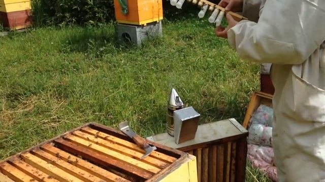 Контроль приема маточников.(Выведение маток ч.2)