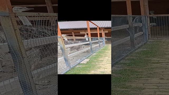 ЭКСКУРСИЯ 33 ВОДОПАДА СОЧИ КРАСНОДАРСКИЙ КРАЙ ЛАЗАРЕВСКОЕ ЛАЗАРЕВКА ЛАЗАРЕВСКИЙ ЛЕТО ГОРНАЯ РЕКА