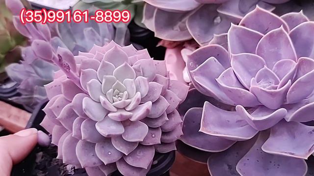 Top 10 Suculentas da semana conhecendo as Suculentas + identificação e muitas dicas de cultivo p/6. смотреть онлайн