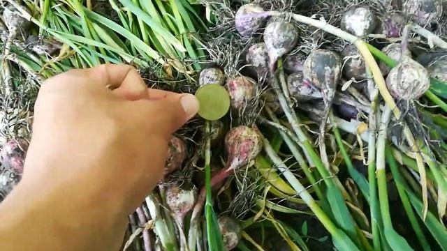 Блиц обзор уборки однозубки ультрараннего смотреть онлайн