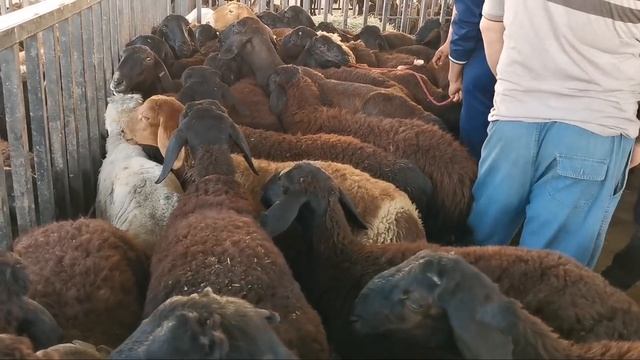 ЧИСТО КРОВНЫЕ ГИСАРИСКИЙ ПАРОДА ОПТОМ ЦЕНЫ ДЕШЕВЛЕ НАРХИ ОПТОМ КУЧКАР ДУШАНБЕ ТАДЖИКИСТАН 27.07.202 смотреть онлайн