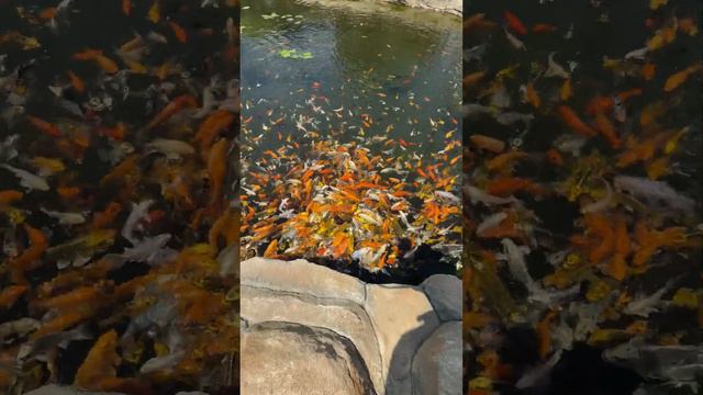 Карпы кои в пруду смотреть онлайн