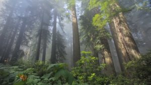 МАНТРА "САРАСВАТИ" Наделит Вас Привлекательностью, Обаянием и Красноречием!