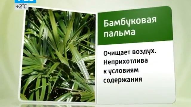 Пять самых полезных растений для дома