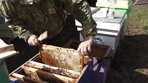 Избавляемся от трутовки, проверка расплода на наличие клеща варроа