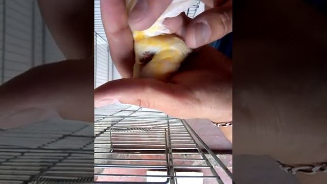 como desparasitar un canario con ivermectina , gorrion, dominico , periquito aves en general смотреть онлайн