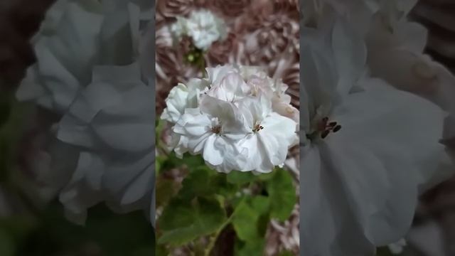 Лучшие сортовые пеларгонии.Эффектная пеларгония Tamara .