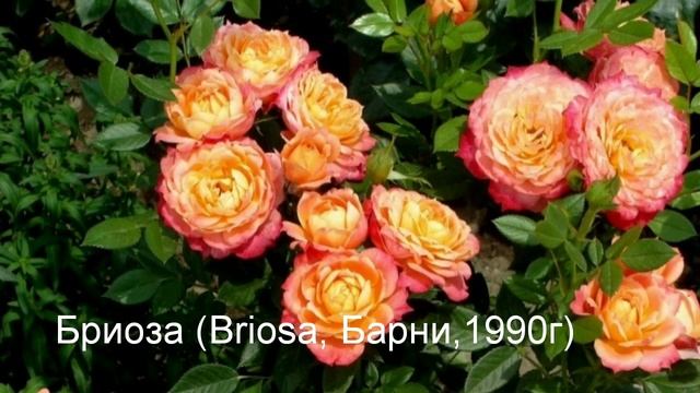Топ 20!Флорибунда что это такое! 20 лучших сортов роз группы флорибунда!