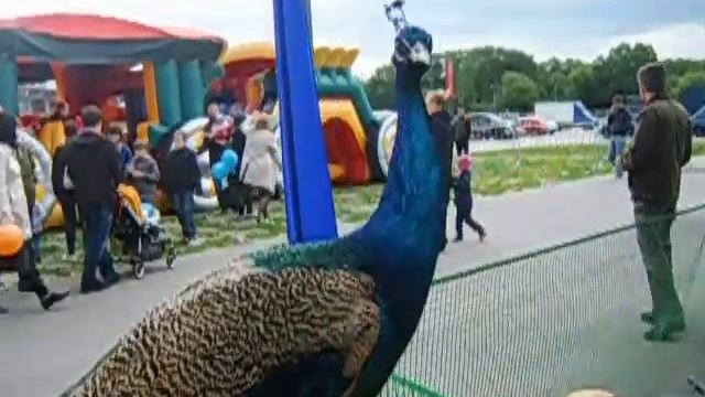 Синий красавец - Павлин - 8 916 - 702-1108 (Москва) смотреть онлайн