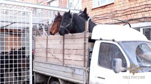 Табун лошадей в Красноярске