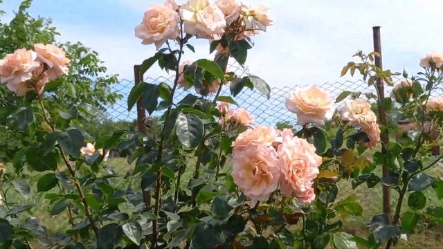 Роза Кампешн плетисто-чайно-гибридная роза на штамбе из собственных побегов. смотреть онлайн