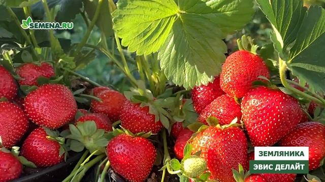 эвис де лайт 16х9 смотреть онлайн