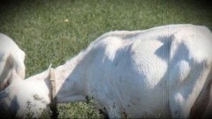 Выкидыш у домашней козы что делать?