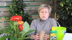 Огурцы на подоконнике Часть 1