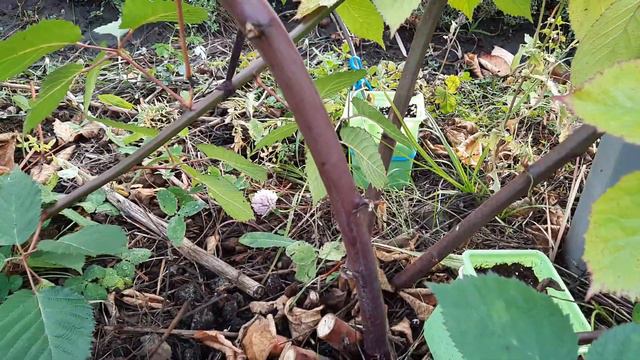 Подготовка ежевики к зиме. смотреть онлайн