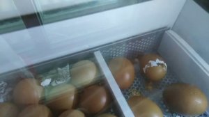 Как рождаются цыпленок. Какие рождаются цыплята от ломан браун, папа брама.