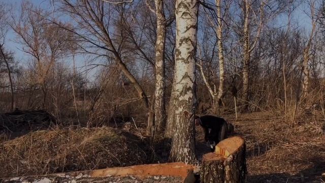 Валим полувековую берёзу на нашем участке