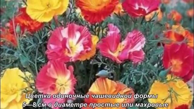 Цветы.Цветущие все лето. Среднерослые однолетние.
