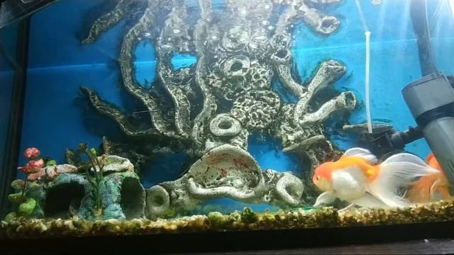 Аквариум. Релакс. Золотые Рыбки И Большой Сом. смотреть онлайн