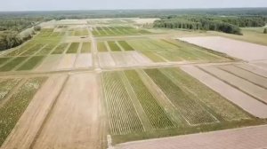 Выращивание туи западной Смарагд и Брабант