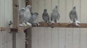 Рассказываю про породу голубей-касаны 1 ч. / 30.10.2016