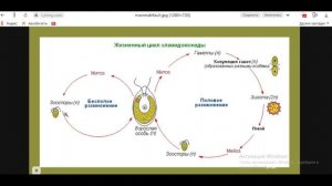 Биология с нуля. Ч.2. Зелёные водоросли, жизненные циклы и хламидомонада.