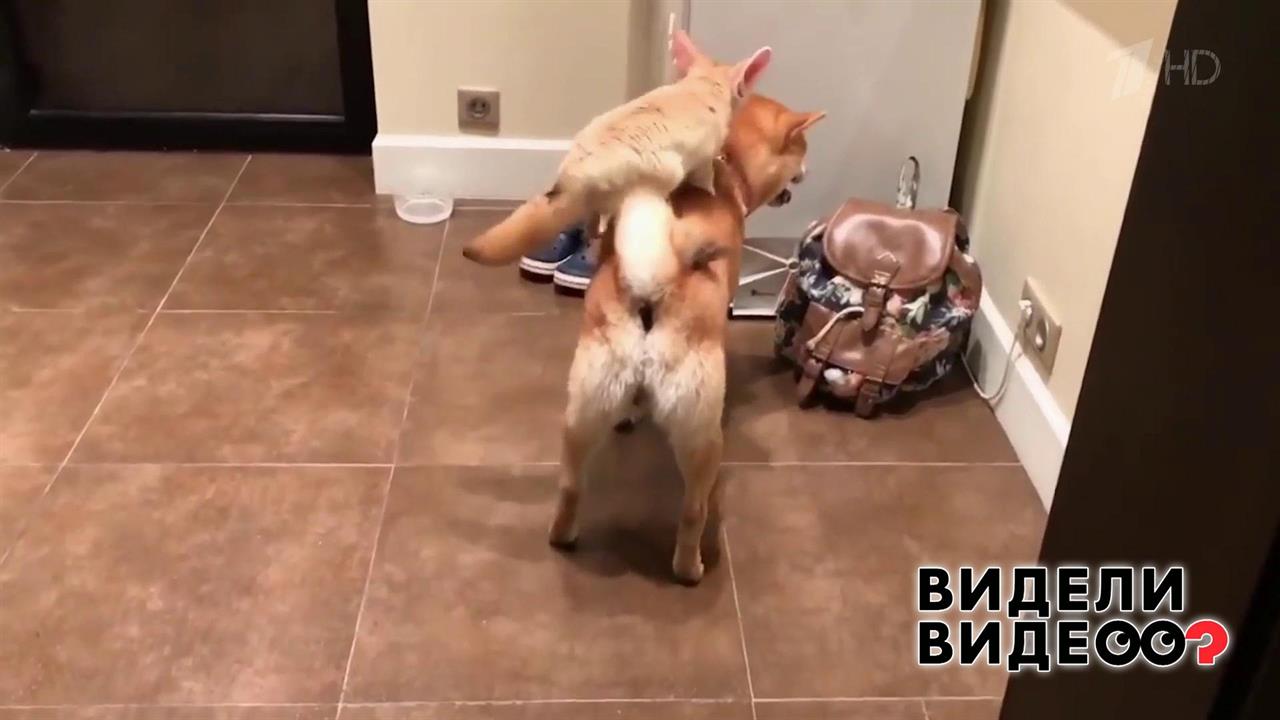 Фенек-наездник. Видели видео? Фрагмент выпуска от 17.11.2019