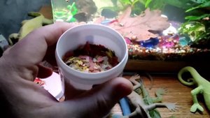 Гуппи, корм, улитки в аквариуме