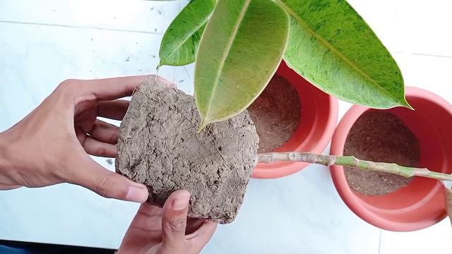 Rubber plant Care and reporting || best indoor plants