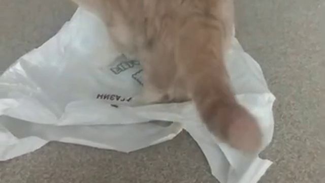 Котик Ешка и пакет.